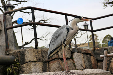 Gray heron at Kurashiki Bikan Historical Quarter (old town) in Japanの写真素材