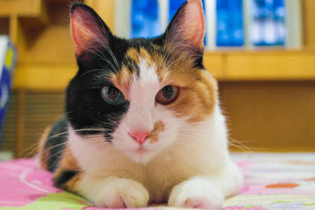 cat Playing at homeの写真素材