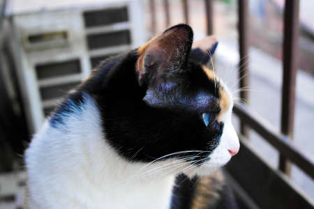 the color blue eyed cat Squatting on the balcony looking out of the windowの写真素材