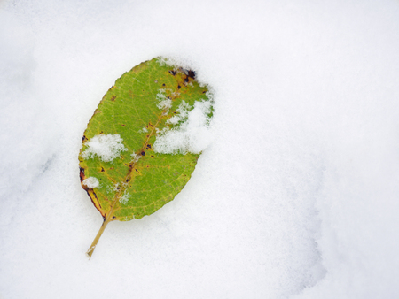 Winter forest in the snow. Mountains of snow. Frost and snowflakes. Location place Carpathian Ukraineの写真素材