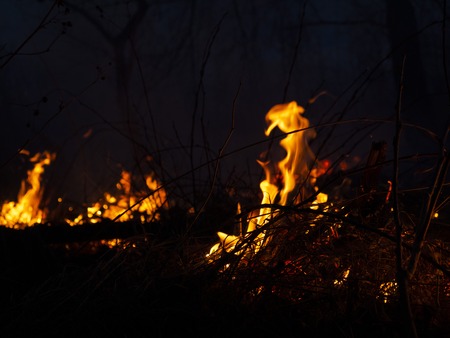 fire. wildfire, burning pine forest in the smoke and flames. Evening