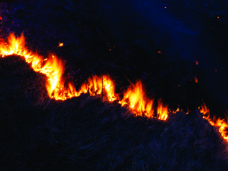fire. wildfire, burning pine forest in the smoke and flames. Evening