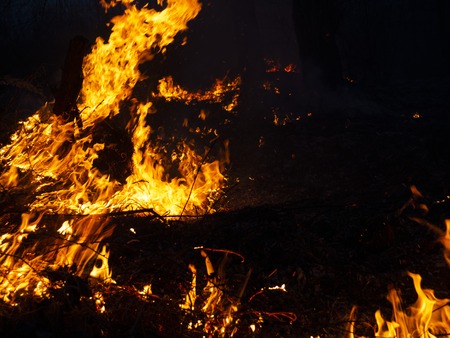 fire. wildfire, burning pine forest in the smoke and flames. Evening