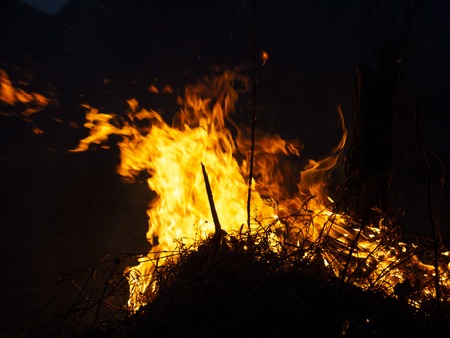 fire. wildfire, burning pine forest in the smoke and flames. Evening