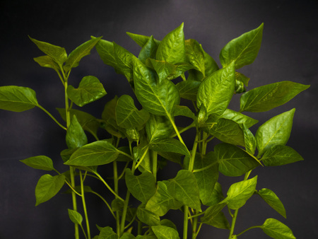 Young sprout new green pepper plant in soil, plant leaves against a black earth background, seedlings, close-upの写真素材