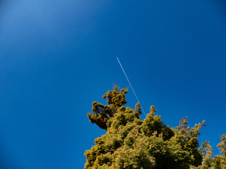 Plane with trails flying hign in blue sky with pine tree in foreground