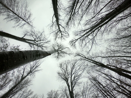 wilderness landscape forest with pine trees and moss on rocksの写真素材