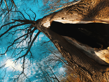 Old big tree in parkの写真素材