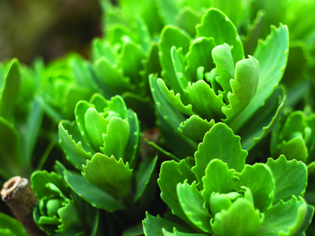 Blossom tree over nature background Spring flowers Spring Backgroundの写真素材