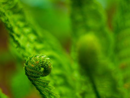 Bright green fern close upの写真素材
