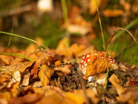 Fly Amanita mushroom in autumn light in the forest in fall.の写真素材
