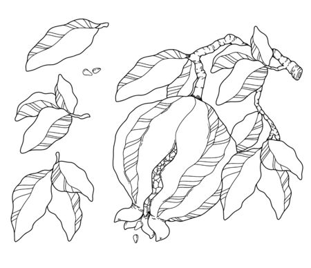 Vector illustration set of pomegranate and its parts. Hand drawn artworkのイラスト素材