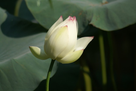 Lotus flowerの写真素材