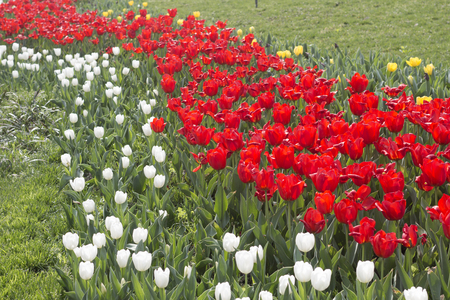 Hangzhou Prince Bay, tulip gardenの写真素材