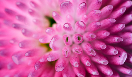 Macro shot of pink flower