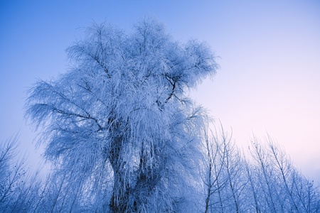 Winter treeの写真素材