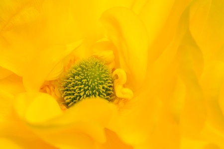 soft flower backgroundの写真素材