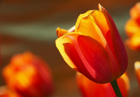 tulipの写真素材