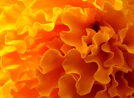 flowerの写真素材