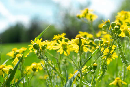 Close-up of yellow daisies on a green meadowの写真素材