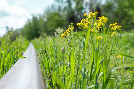 Yellow wildflowers in a grassy field.の写真素材