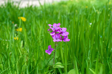 Purple flower on a background of green grass in the park.の写真素材