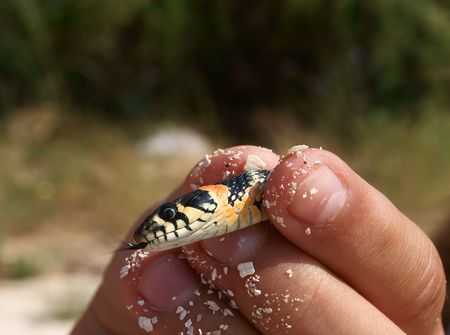 Water snake caught in hand hissingの写真素材