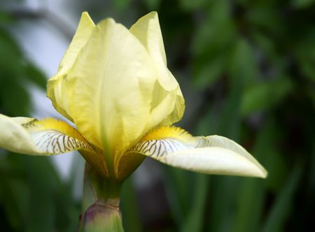 Yellow stripped-leaf blooming Iris in the gardenの写真素材