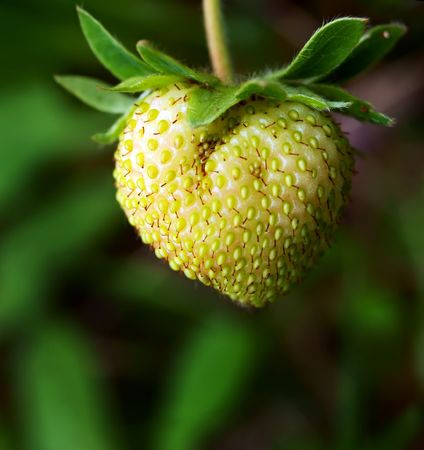 Green strawberry starting to turn redの写真素材