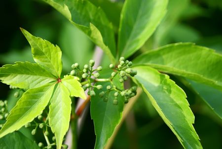 Green vitis foliage with seed-budの写真素材
