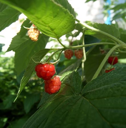 Red raspberry growing with leavesの写真素材