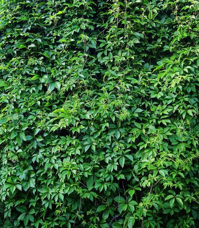 Green vitis foliage in summerの写真素材
