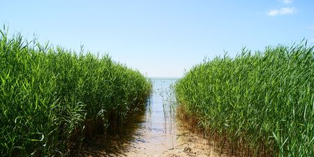 Path through reed grass to the seaの写真素材