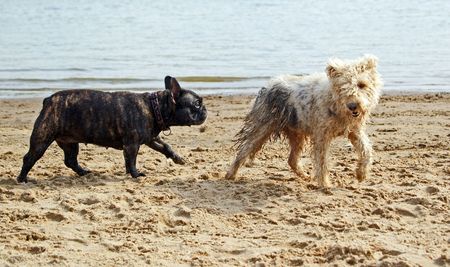 French bulldog following shaggy terrier on sandy beachの写真素材