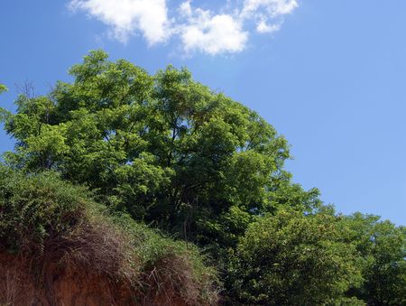 Landscape with tree and bushes on a hill under clear blue skyの写真素材