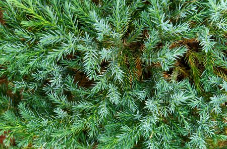 Blue creeping firtree, closeupの写真素材