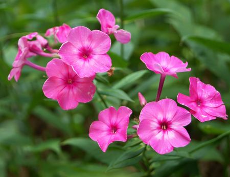 Blossoming pink phlox flowers, closeupの写真素材