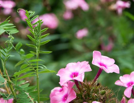 Blossoming pink phlox with leafy bindweed, closeupの写真素材