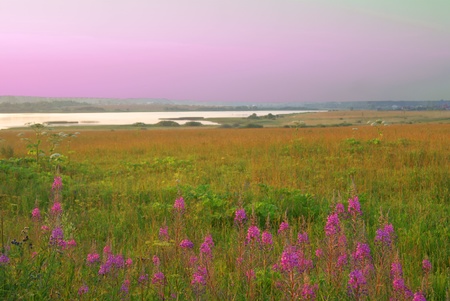 Purple sunset in the meadow の写真素材