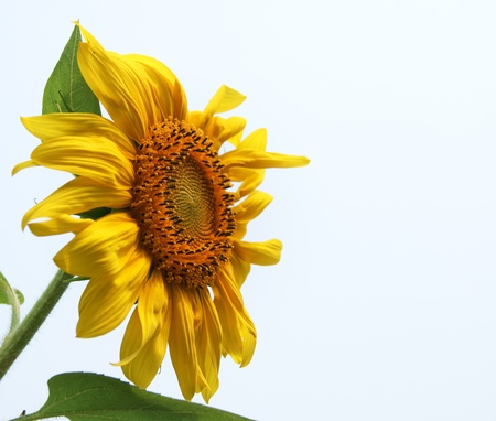 Single sunflower close-up on clear skyの写真素材