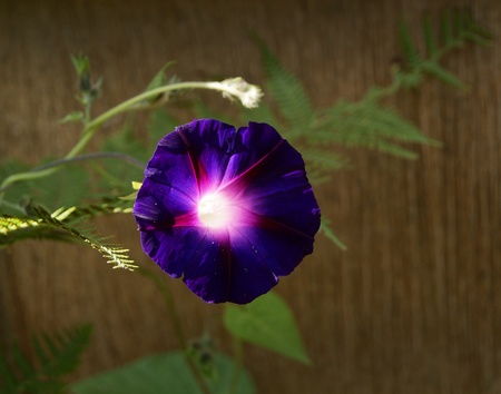Cultivated bindweed Ipomoeaの写真素材
