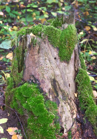 Old rotten stub with several types of mossの写真素材