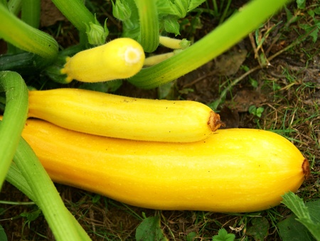 Yellow marrows in vegetable garden, close-upの写真素材