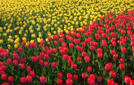 A field of yellow and red tulips in big cityの写真素材