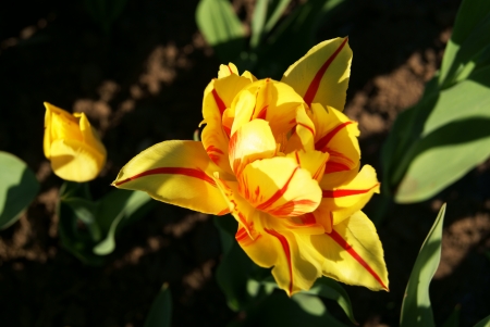 Striped yellow and red double tulipの写真素材