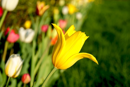 Yellow tulip closeup in a filed of mixed color tulipsの写真素材