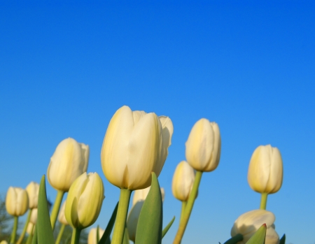 White tulips on clear sky backgroundの写真素材