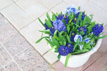 Hyacinths and blue viola flowers in white ceramic potの写真素材