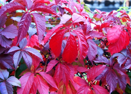 Purple wild grape leaves in autumnの写真素材