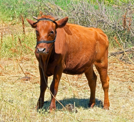 Red young calf feedingの写真素材